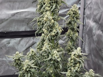 Venta: Banana Daddy RBX2 Auto 5 seed pack