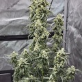 Venta: Banana Daddy RBX2 Auto 5 seed pack
