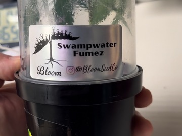Sell: Swampwater Fumez (bloom cut) VERY HEAVY WASHER