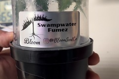 Sell: Swampwater Fumez (bloom cut) VERY HEAVY WASHER