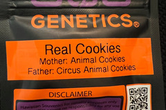 Vente: 808 Genetics Real Cookies 12 pack