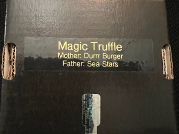 Sell: 808 Genetics Magic Truffle 12 pack