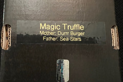 Sell: 808 Genetics Magic Truffle 12 pack