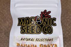 Vente: Masonic Seeds - Banana God V2