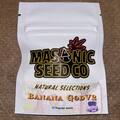 Venta: Masonic Seeds - Banana God V2