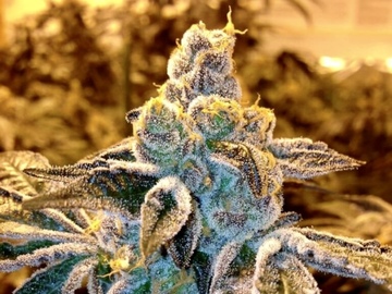 Venta: Candyland ( Granddaddy Purple x Platinum Cookies )