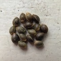 Venta: 10 x Super Skunk seeds