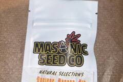 Venta: Masonic Seeds - Dosidos Banana Pie