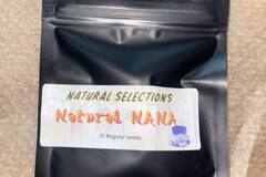 Vente: Masonic Seeds - Natural Nana *banana flavor*