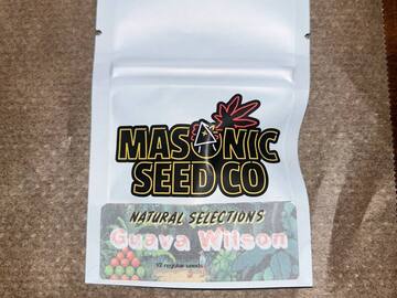 Vente: Masonic Seeds - Guava Wilson