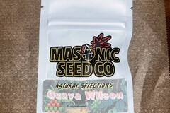 Vente: Masonic Seeds - Guava Wilson