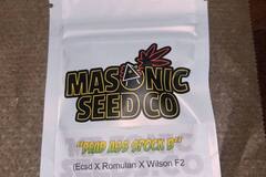Venta: Masonic Seeds - ECSD x Romulan x Wilson F2