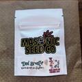 Vente: Masonic Seeds - Garlic Breath 2.0 x Wilson