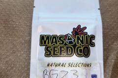 Venta: Masonic Seeds - Bubblegum