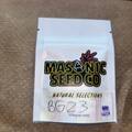 Vente: Masonic Seeds - Bubblegum