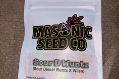 Venta: Masonic Seeds - Sour Diesel Runtz x Wilson *FIRE*