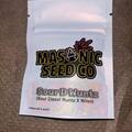 Vente: Masonic Seeds - Sour Diesel Runtz x Wilson *FIRE*