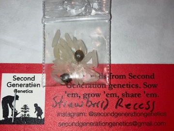 Vente: 2 Strawberry Recess Regular Seeds from SGG