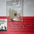 Venta: 2 Strawberry Recess Regular Seeds from SGG