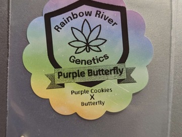 Vente: Purple Butterfly by Rainbow River Genetics