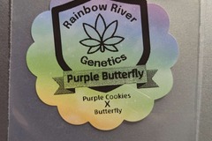 Venta: Purple Butterfly by Rainbow River Genetics