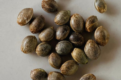 Venta: HUMBOLDT SEED CO AUTO Seeds 6PK (see strains avail) +1 FREE SEED!