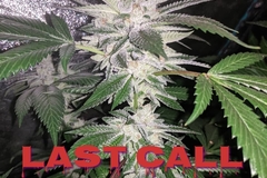 Vente: Last Call (95 White Widow x Cola/Rootbeer)