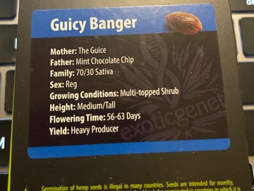 Sell: Guicy Banger