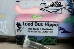 Vente: ICED OUT HIPPO  (Red Runtz x GasBasket) 7 FEMS