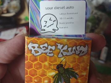 Sell: Sour diesel automatic 5+ feminized seeds