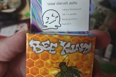 Sell: Sour diesel automatic 5+ feminized seeds