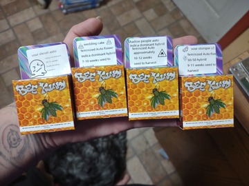 Sell: Auto flower Bee kind sampler (4 packs) feminized