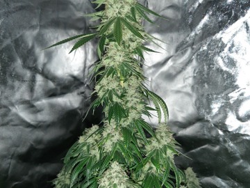 Sell: 4th OF JULY SPECIAL! The Original Gorilla Glue #4 S1 6 Fems.