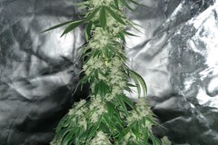 Sell: 4th OF JULY SPECIAL! The Original Gorilla Glue #4 S1 6 Fems.