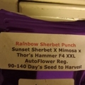 Sell: Rainbow sherbert punch auto XXL seeds f2