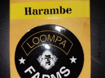 Sell: 4TH OF JULY SALE! Harambe by Loompa Farms, 10 Fems.SALE