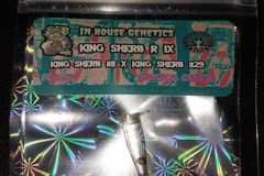 Vente: 1 King Sherb R IX Feminized Seed by In House Genetics
