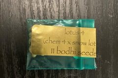 Vente: Lotus 4 (Chem 4 X Snow Lotus) - Bodhi Seeds