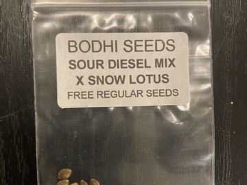 Sell: Sour Diesel Mix X Snow Lotus - Bodhi Seeds