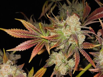 Sell: Bodhi Seeds – Clusterfunk