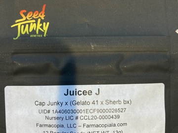 Sell: Seed Junky- ‘juicy j’ -Cap Junky x (Gelato 41 x Sherb Bx)