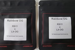 Venta: Lit Rainbow OG.     RS-11 x LIT OG  12 fems