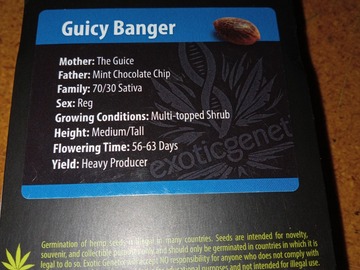 Vente: Exotic Genetix - Guicy Banger