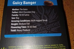Sell: Exotic Genetix - Guicy Banger