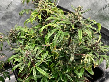 Sell: Purple Microverse x Aunt Ginny's Elixir (5x Auto Fem Seeds)