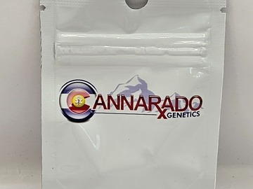 Venta: Cannarado Genetics Better Than Sherb Feminized Seeds
