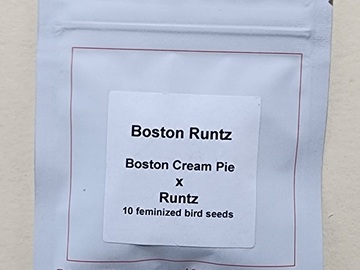 Sell: Lit Farms Boston Runtz  Feminized 10 pack