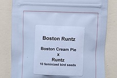 Vente: Lit Farms Boston Runtz  Feminized 10 pack