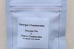 Vente: Lit Farms Georgia Cheesecake 12 pack regs