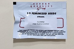 Vente: Clownz by Savage Genetics 10 Feminized Seeds